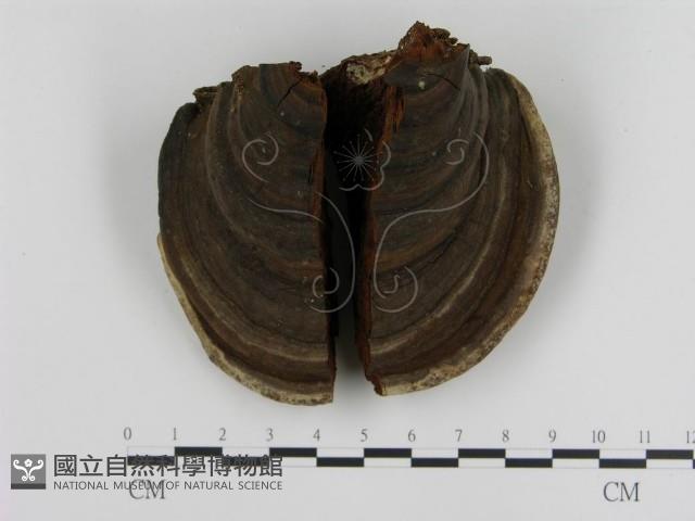 登錄號:F0008968藏品圖，第1張