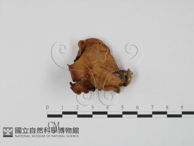多孔菌屬藏品圖，第1張