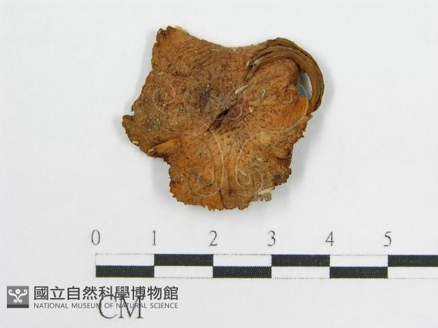 登錄號:F0010968藏品圖，第1張