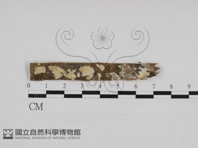 登錄號:F0030968藏品圖，第1張