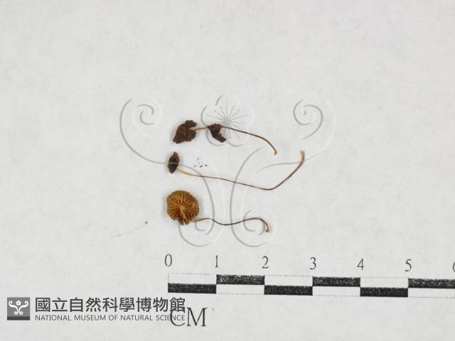 小菇屬藏品圖，第1張