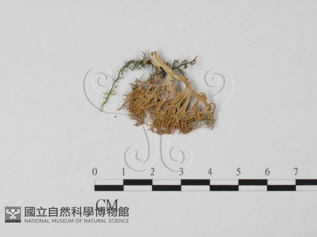 登錄號:F0016968藏品圖，第1張