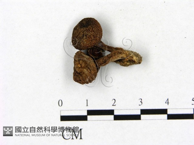 登錄號:F0021968藏品圖，第1張