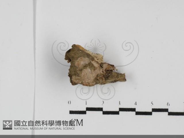 登錄號:F0031968藏品圖，第1張