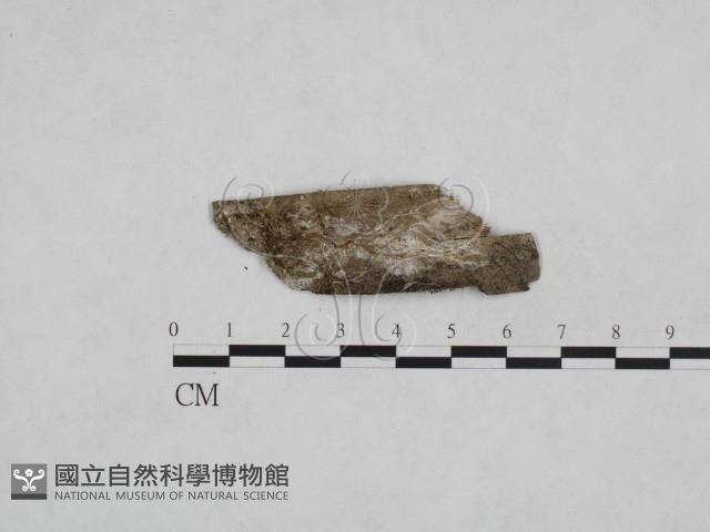 登錄號:F0024968藏品圖，第1張