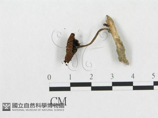 登錄號:F0004968藏品圖，第1張