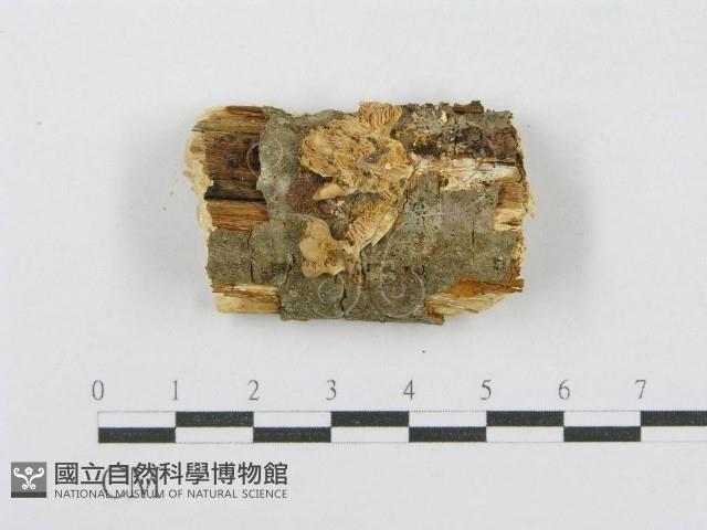 射脈菌屬藏品圖，第1張