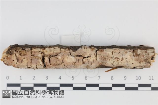 登錄號:F0034968藏品圖，第1張