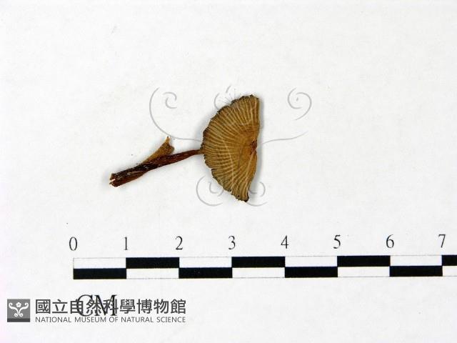 鬼傘屬藏品圖，第1張