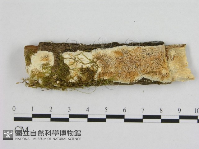登錄號:F0002968藏品圖，第1張