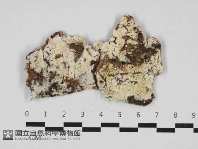 登錄號:F0032968藏品圖，第1張