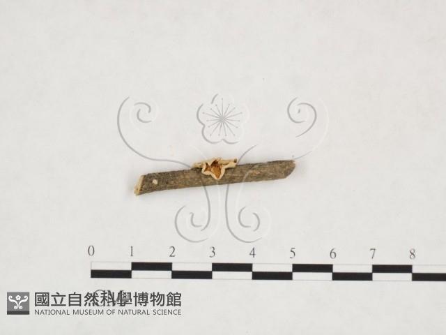 登錄號:F0025968藏品圖，第1張