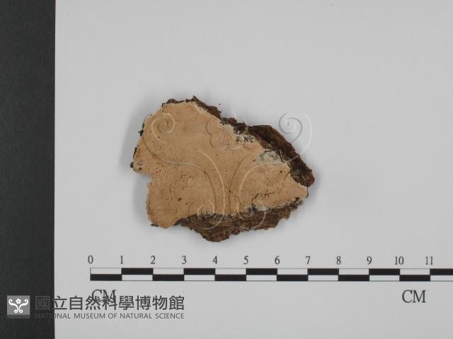 登錄號:F0005968藏品圖，第1張