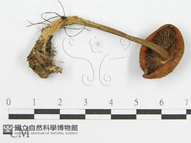 登錄號:F0015968藏品圖，第1張
