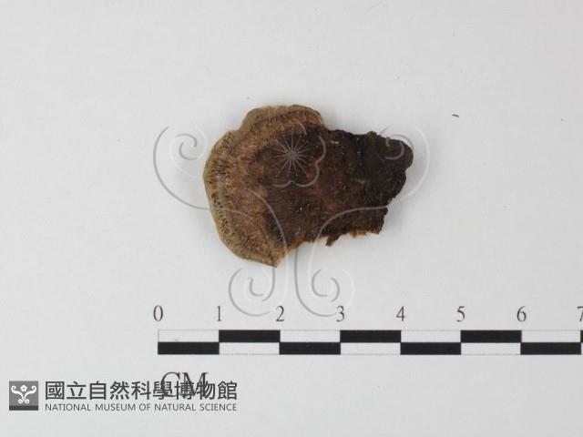 蜂窩菌屬藏品圖，第1張