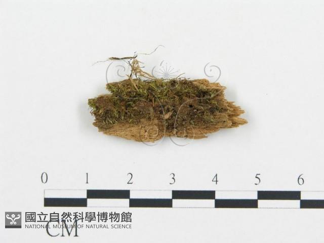 登錄號:F0003968藏品圖，第1張