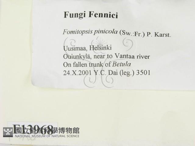 松生擬層孔菌藏品圖，第3張