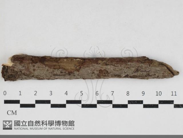 刺皮菌屬藏品圖，第1張