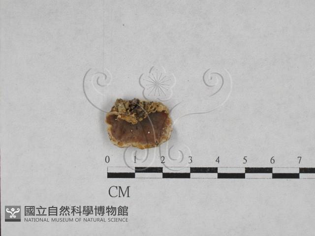 硬孔菌屬藏品圖，第1張
