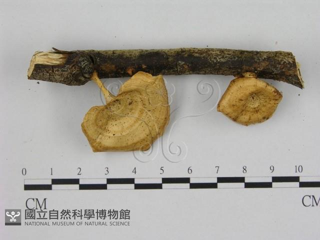 小孔菌屬藏品圖，第1張