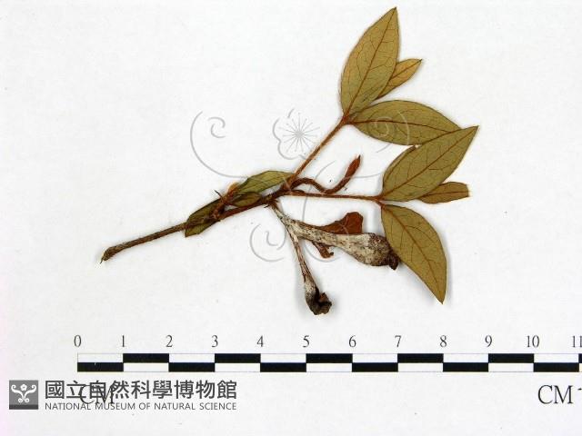 登錄號:F0020668藏品圖，第1張