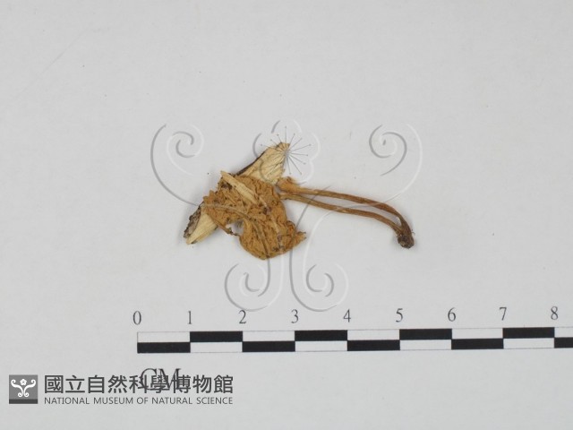 登錄號:F0010668藏品圖，第1張