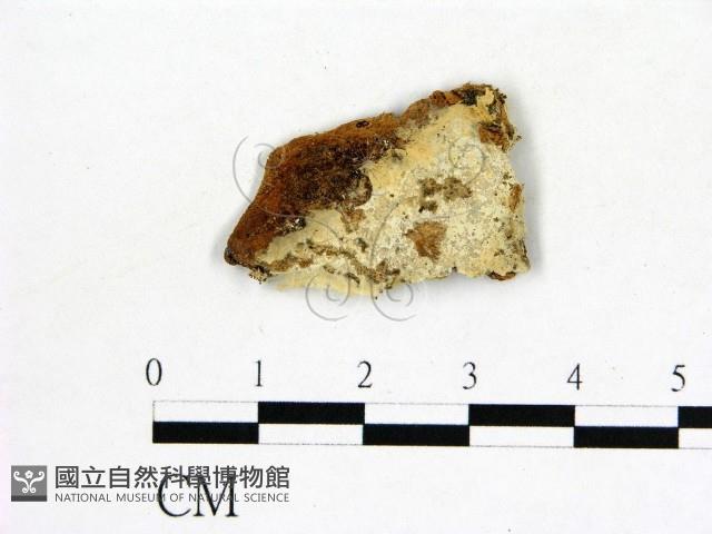 冇骨消絲齒菌藏品圖，第1張