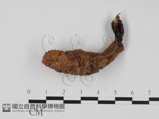 炭角菌屬藏品圖，第1張
