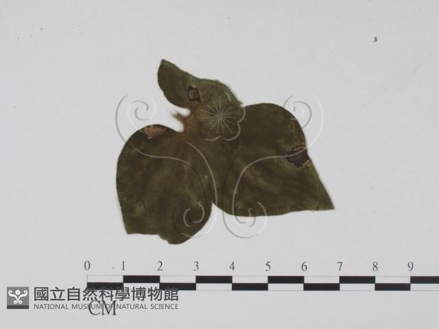 登錄號:F0011668藏品圖，第1張
