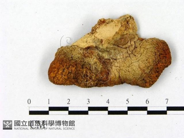 登錄號:F0004668藏品圖，第1張