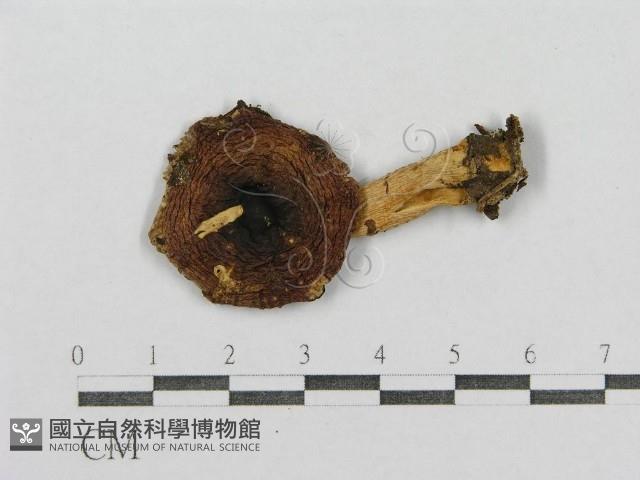 紅菇屬藏品圖，第1張
