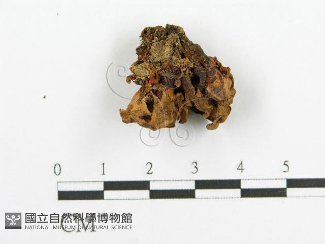 登錄號:F0012668藏品圖，第1張
