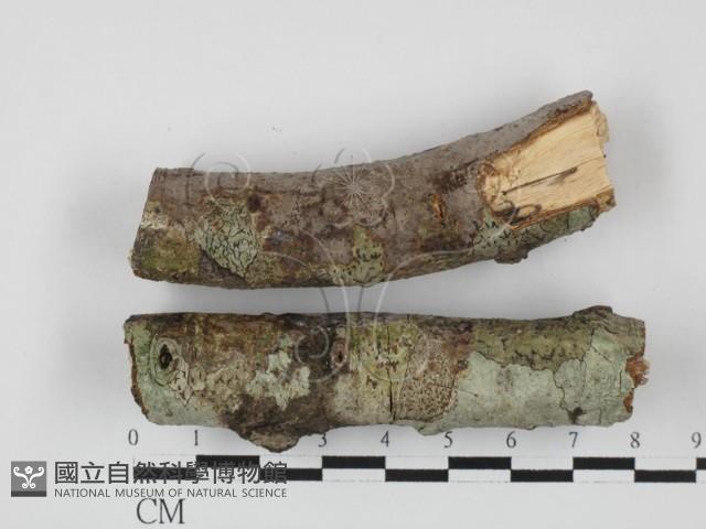 筍殼菌屬藏品圖，第1張