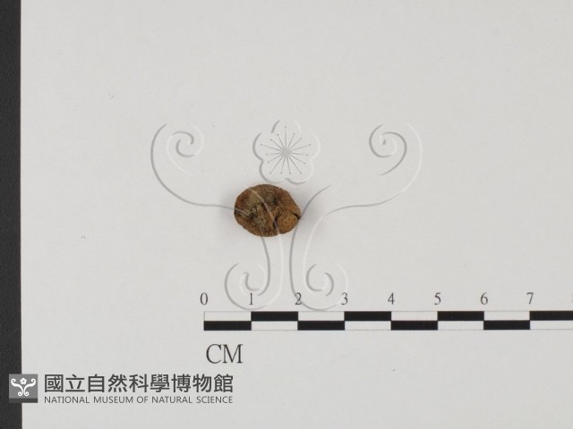 登錄號:F0025668藏品圖，第1張