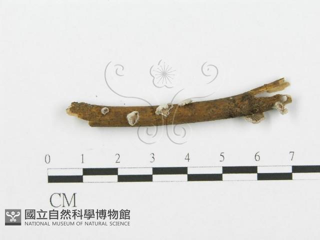 裂褶菌藏品圖，第1張