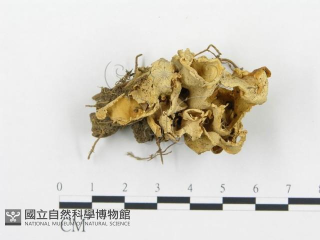 登錄號:F0015668藏品圖，第1張