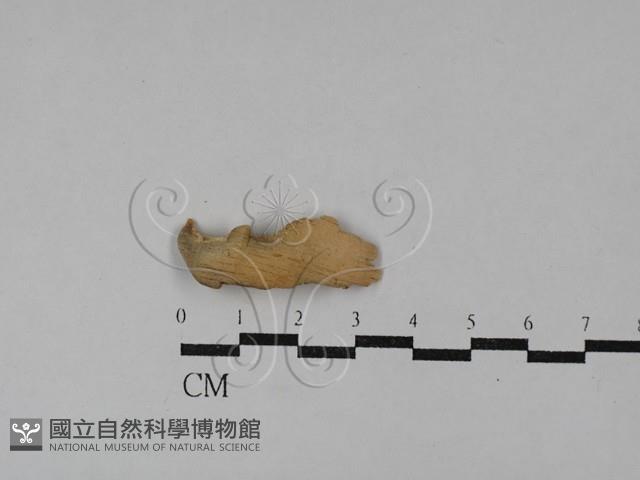 射脈菌屬藏品圖，第1張