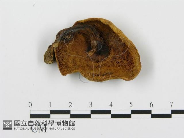 登錄號:F0009668藏品圖，第1張