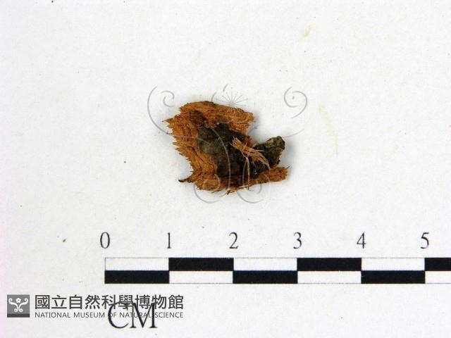 登錄號:F0003668藏品圖，第1張