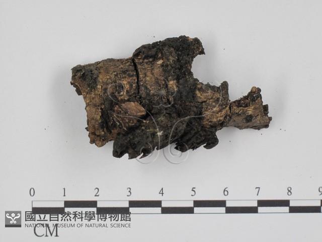 登錄號:F0013668藏品圖，第1張