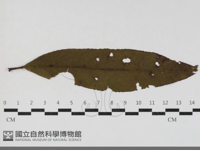 登錄號:F0033668藏品圖，第1張