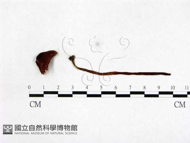 登錄號:F0008468藏品圖，第1張