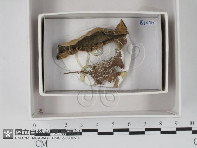 登錄號:F0018468藏品圖，第1張