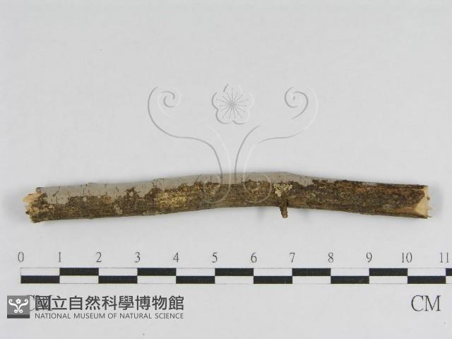 登錄號:F0010468藏品圖，第1張