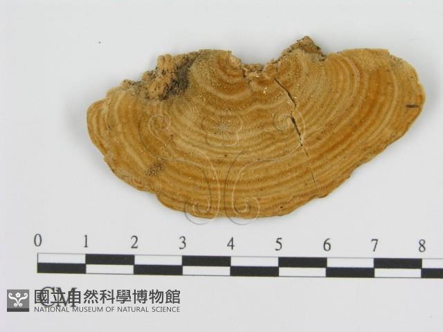 登錄號:F0016468藏品圖，第1張