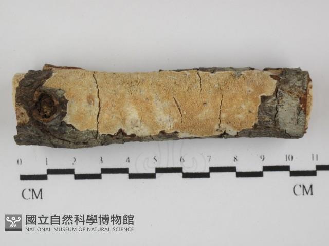 登錄號:F0031468藏品圖，第1張