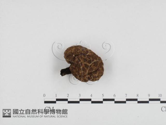 登錄號:F0024468藏品圖，第1張