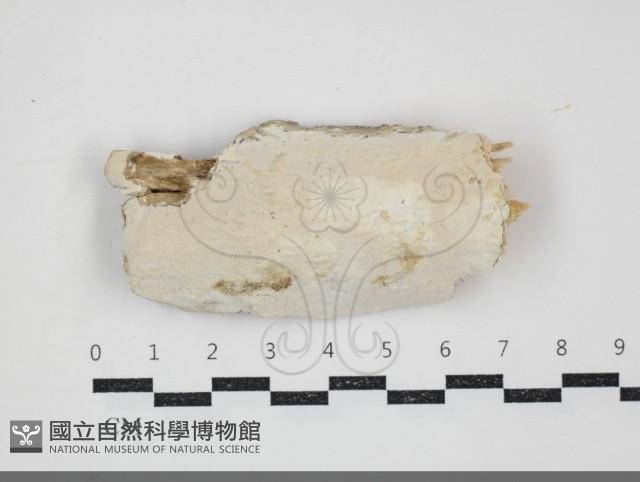 登錄號:F0034468藏品圖，第1張