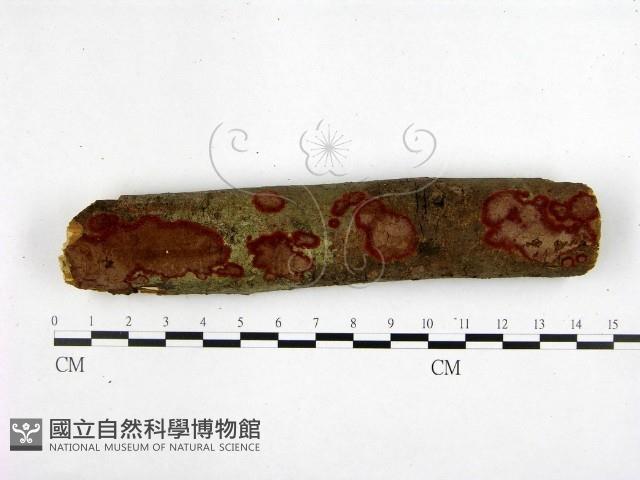 刺革菌屬藏品圖，第1張