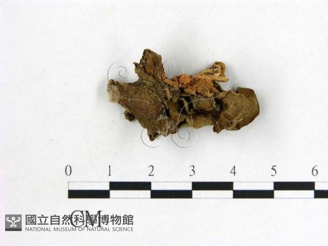 木耳屬藏品圖，第1張